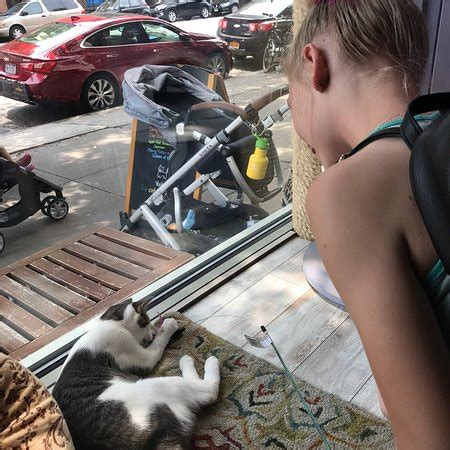 brooklyn cat cafe reviews